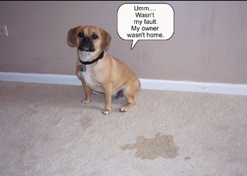 تأثیر ادرار حیوان خانگی روی فرش
