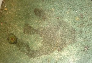 تصویری از قارچ و کپک فرش