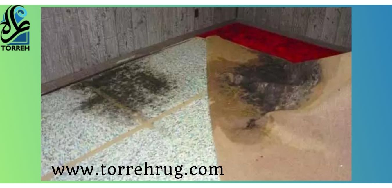 چگونه قارچ و کپک فرش را از بین ببریم؟