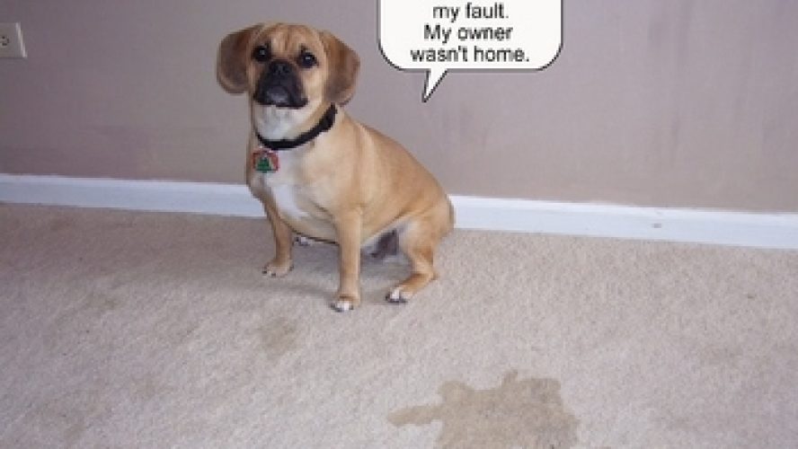 تأثیر ادرار حیوان خانگی روی فرش